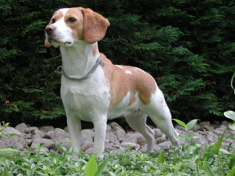 North Country Beagle wallpaper