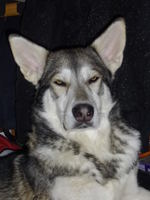 Northern Inuit Dog face