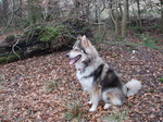 Northern Inuit Dog in the forest