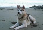 Northern Inuit Dog on the beach