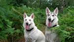 Northern Inuit Dogs