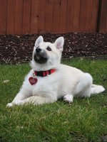 Norwegian Buhund dog on the grass 