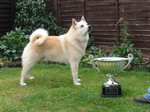 Norwegian Buhund dog with a prize