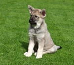 Norwegian Elkhound on the grass