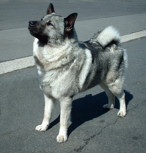 Norwegian Elkhound wallpaper