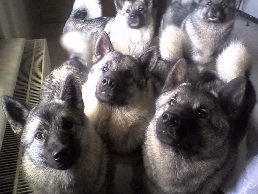 Norwegian Elkhound puppies wallpaper