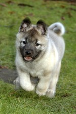 Norwegian Elkhound puppy