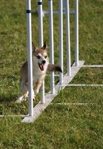 Norwegian Lundehund dog in competition