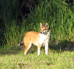 Norwegian Lundehund dog on the grass