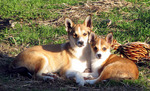 Norwegian Lundehund dog