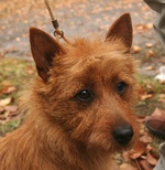 Norwich Terrier dog face