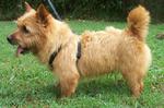 Norwich Terrier dog on the grass