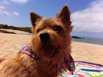 Norwich Terrier on the beach