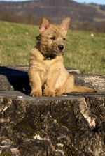 Norwich Terrier on the stump