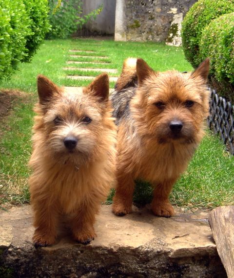 Norwich Terrier wallpaper