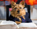 Norwich Terrier teacher