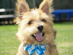 Norwich Terrier with a blue bow