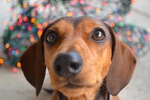 Nosy Dachshund 