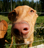 Nosy Pharaoh Hound dog 