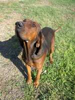 Nosy Redbone Coonhound dog 