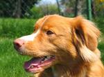  Nova Scotia Duck-Tolling Retriever dog face