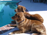 Nova Scotia Duck-Tolling Retriever dogs near the pool