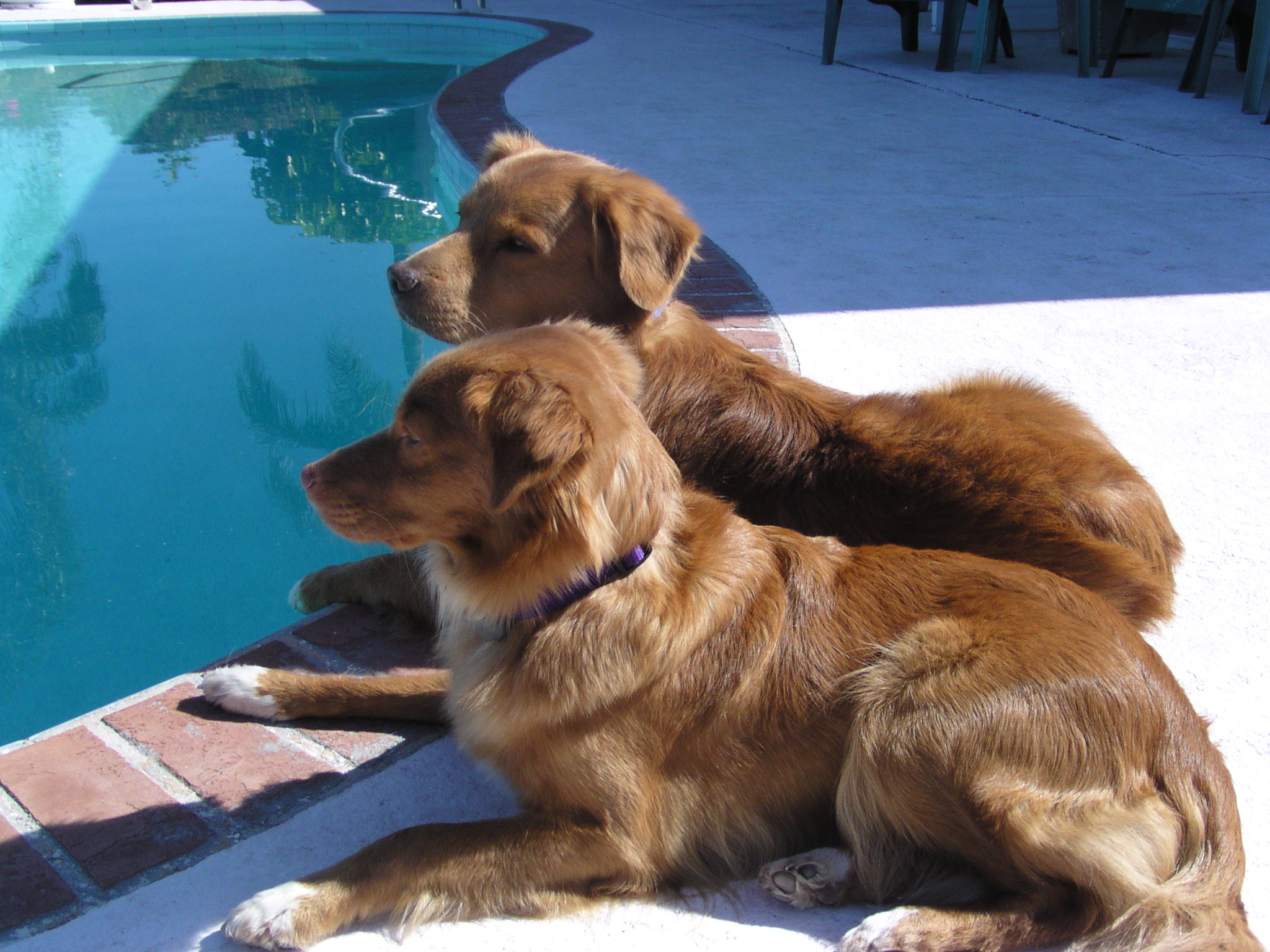 Nova Scotia Duck-Tolling Retriever dogs near the pool wallpaper