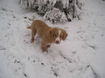 Nova Scotia Duck-Tolling Retriever in the snow