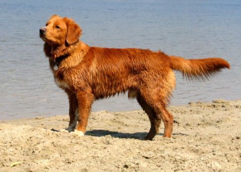 Nova Scotia Duck-Tolling Retriever wallpaper