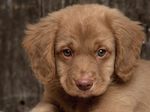 Nova Scotia Duck-Tolling Retriever puppy face