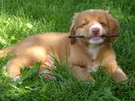 Nova Scotia Duck-Tolling Retriever puppy 