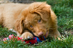 Nova Scotia Duck-Tolling Retriever with a toy