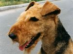 Old Airedale Terrier Buster