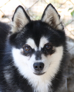 Old Alaskan Klee Kai 