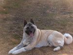 Old American Akita Jack