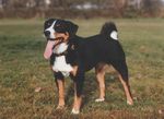 Old Appenzeller Sennenhund