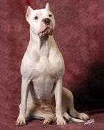 Old Argentine Dogo portrait