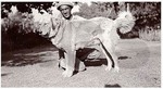 Old Bakharwal dog with master