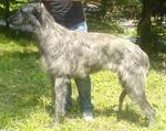 Old Croatian Sighthound dog