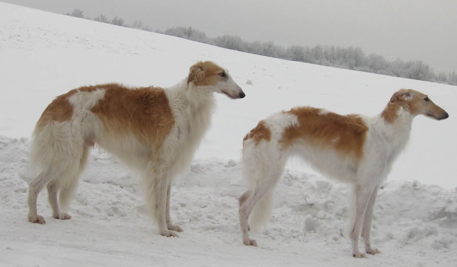 Old Croatian Sighthound wallpaper