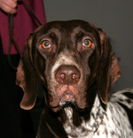 Old Danish Pointer dog face