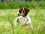 Old Danish Pointer in the grass