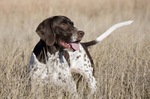 Old Danish Pointer on the field