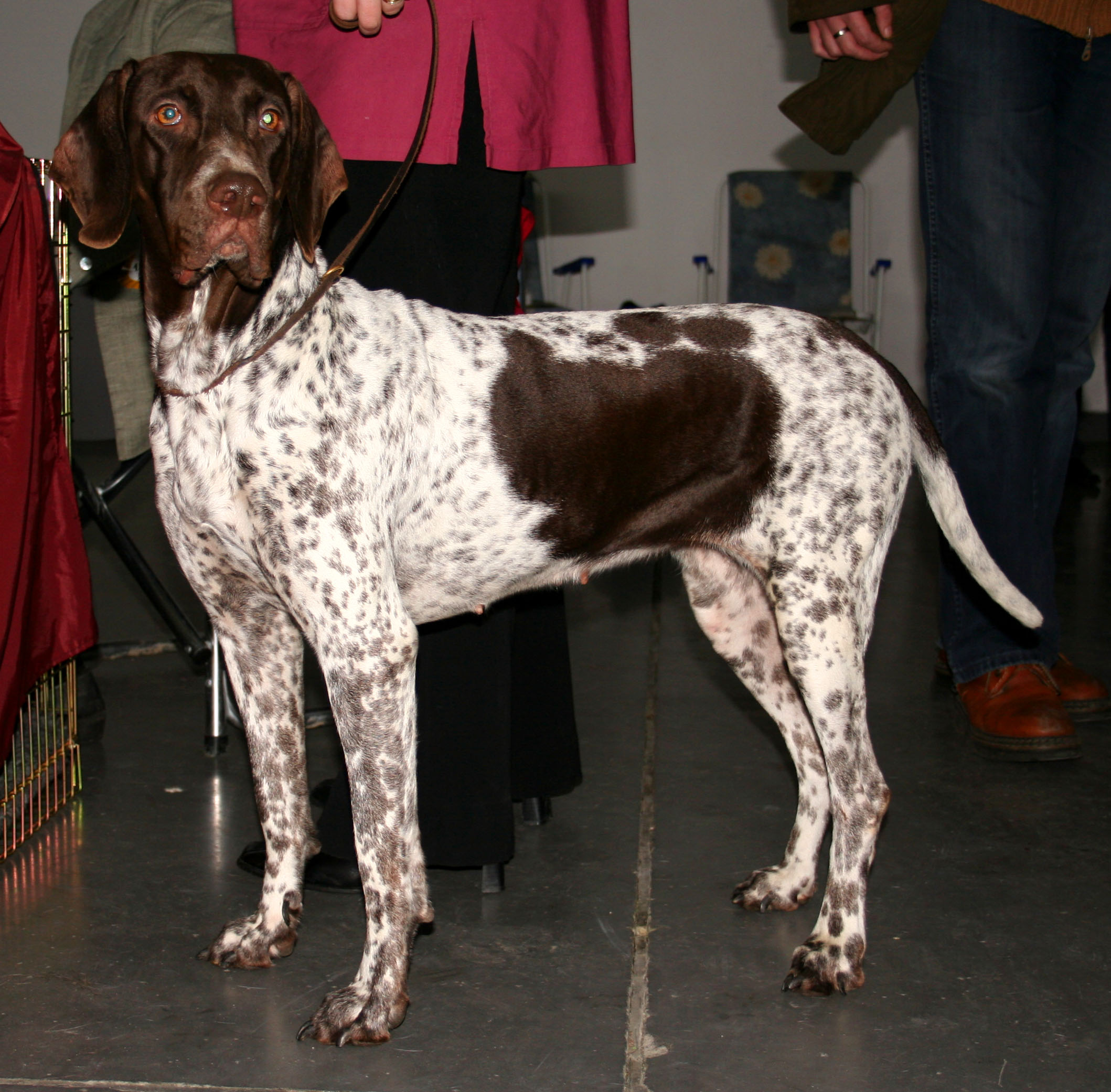 Old Danish Pointer wallpaper