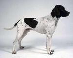 Old Danish Pointer