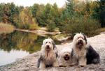 Old English Sheepdog dogs in nature