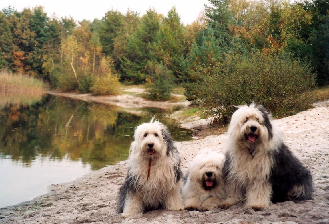 Old English Sheepdog dogs in nature photo and wallpaper. Beautiful Old