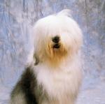 Old English Sheepdog portrait