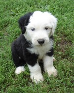 Old English Sheepdog puppy