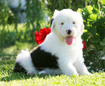 Old English Sheepdog with a flower